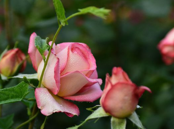 石家庄市花是什么花？石家庄的市花是月季花