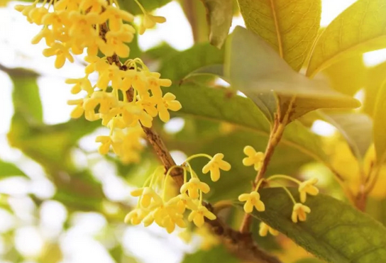 苏州市花是什么花？苏州的市花是桂花，市树是香樟